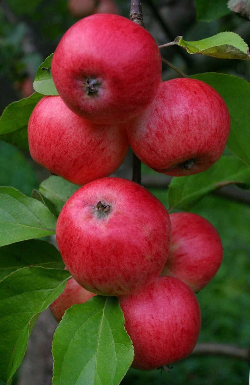 Drought-resistant Varieties