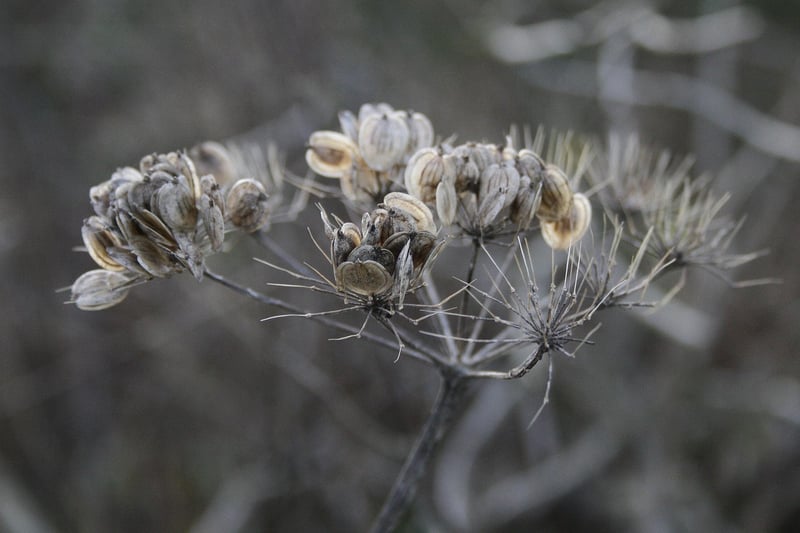 Seed Swap Gatherings